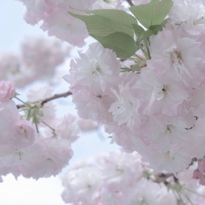 莘县FurryQQ群介绍